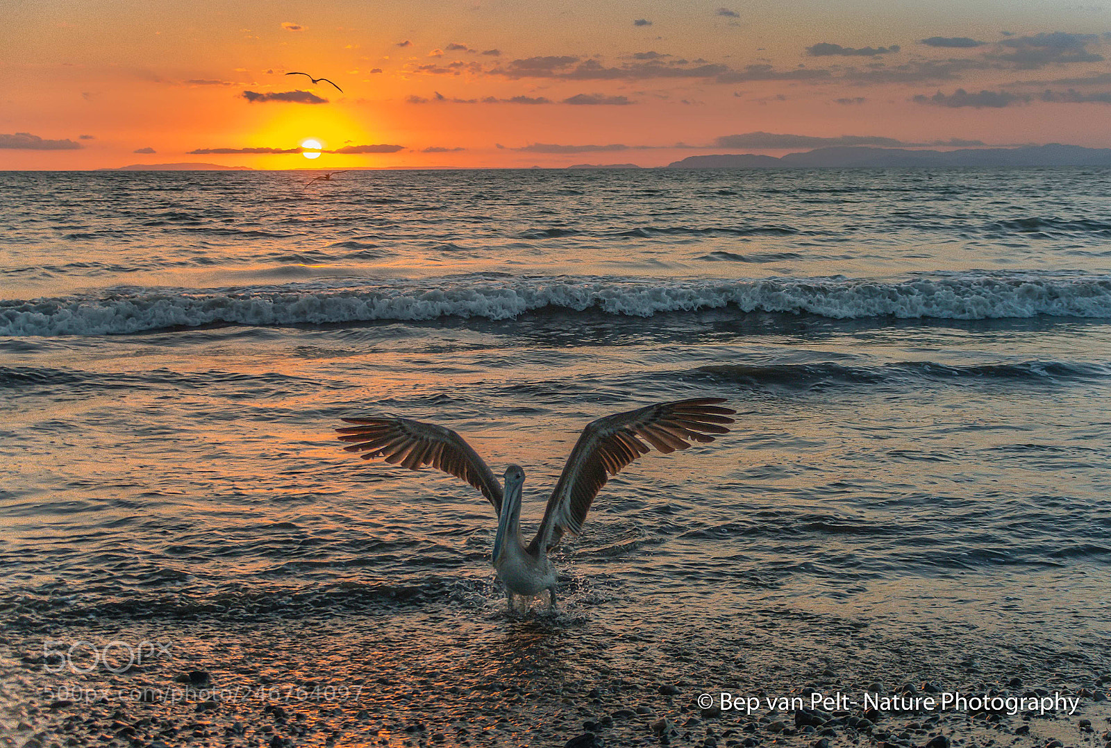 Nikon D500 sample photo. Brown pelican at sunset photography