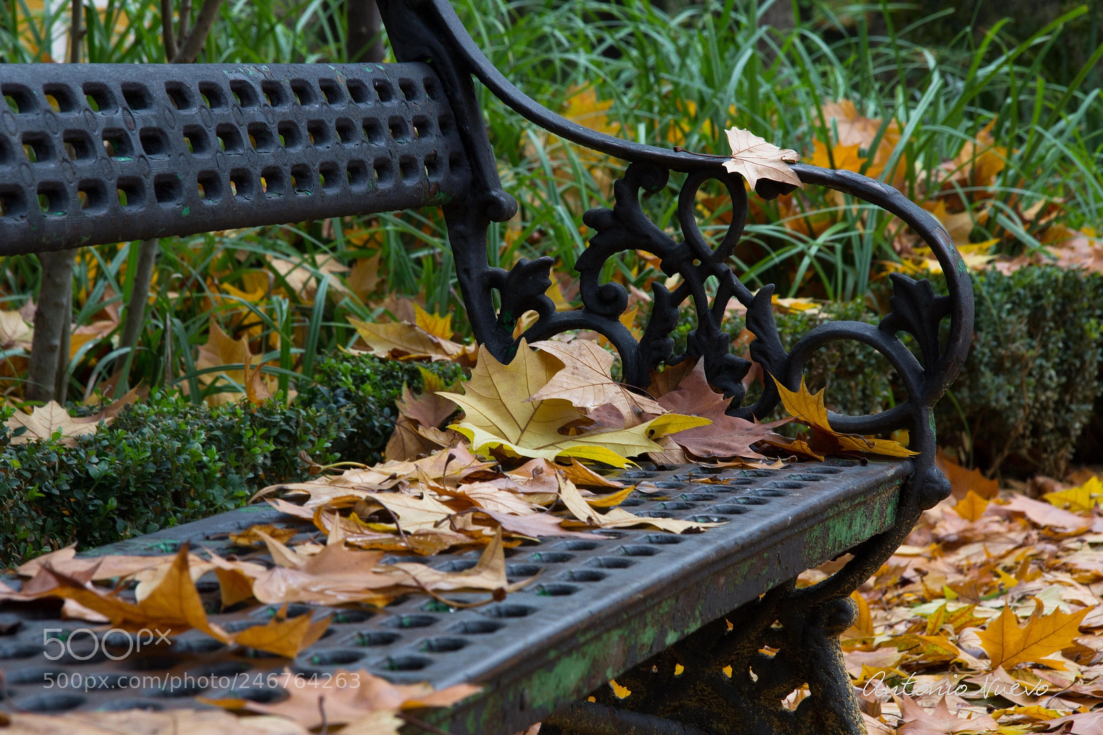 Canon EOS 60D sample photo. Otoño photography