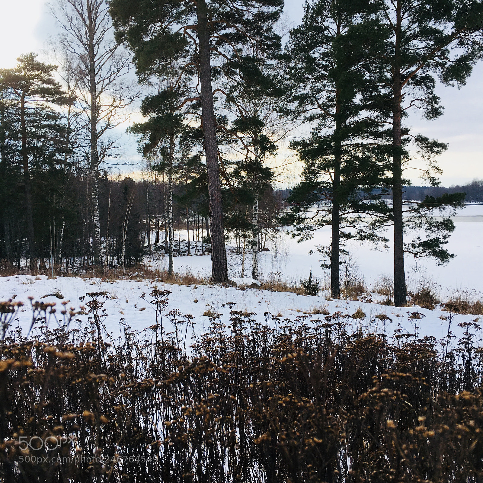 Apple iPhone 6s sample photo. Winter morning photography