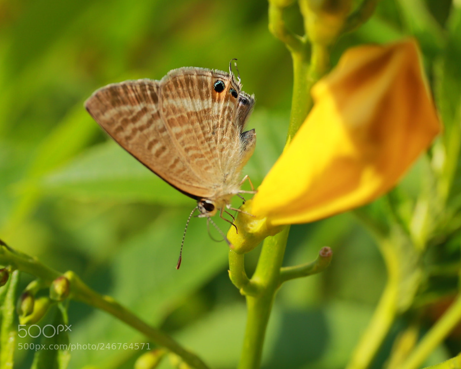 Canon EF 24-70mm F4L IS USM sample photo. Butterfly photography