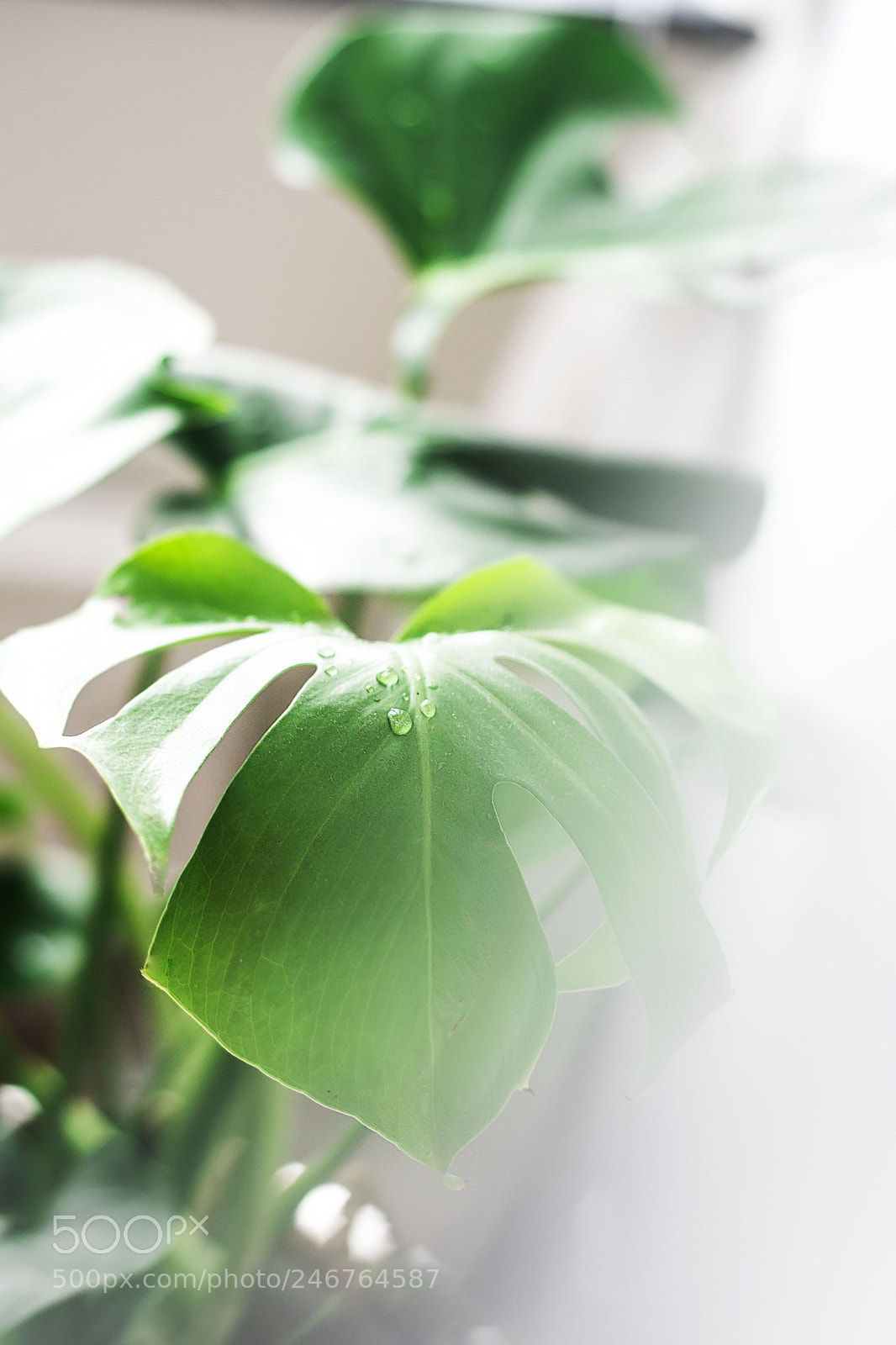Nikon D5500 sample photo. 2.jpg photography