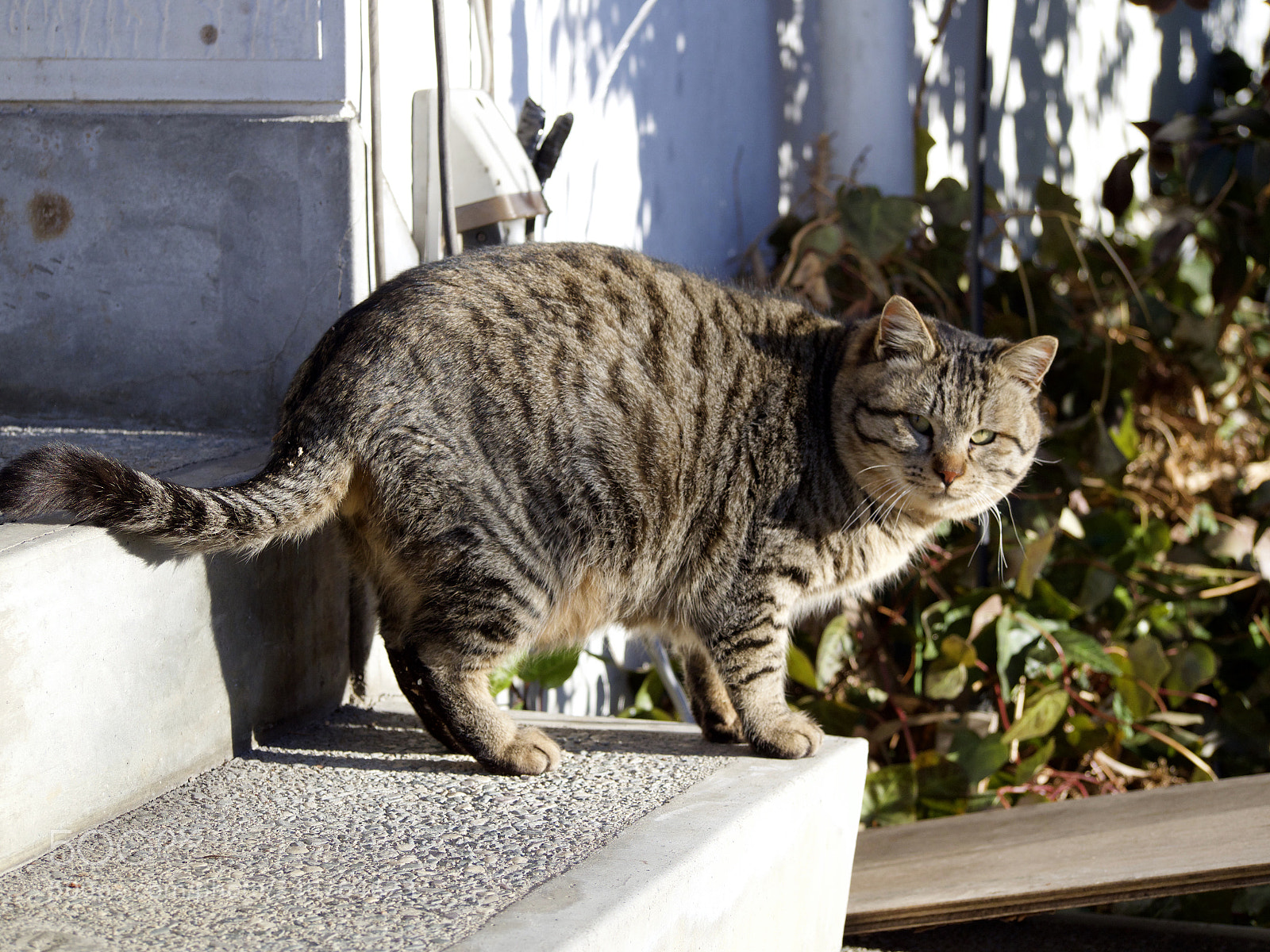 Olympus OM-D E-M1 Mark II sample photo. Before the coffee shop photography