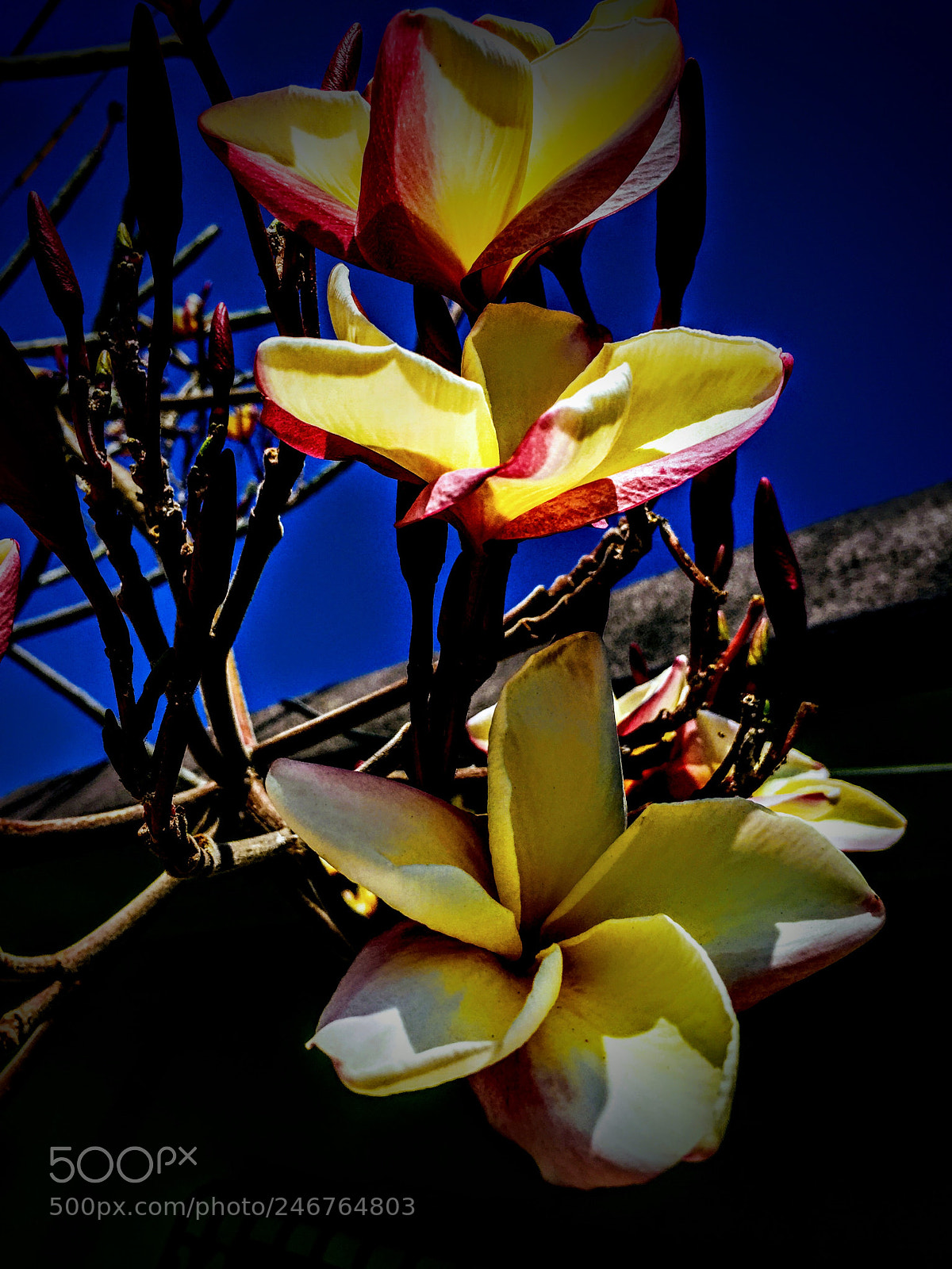 Apple iPhone 6 sample photo. Maravillosa flor photography
