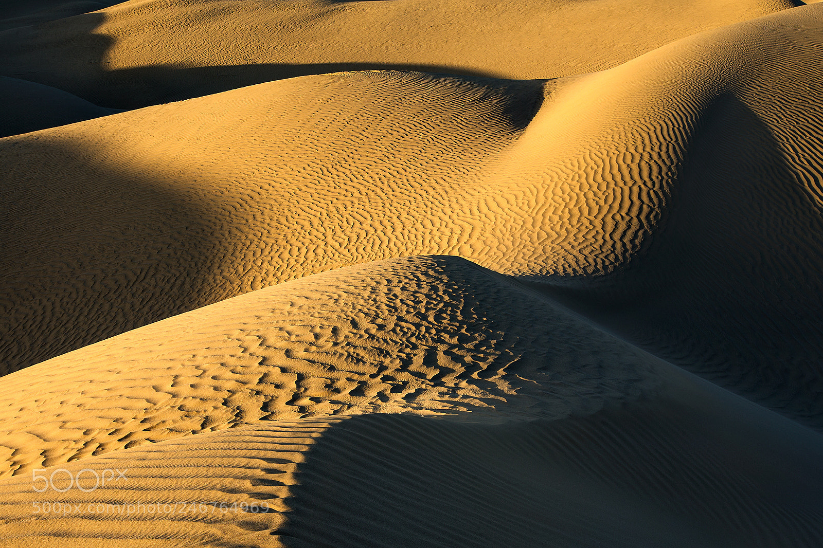 Canon EOS-1D X sample photo. The golden desert  photography