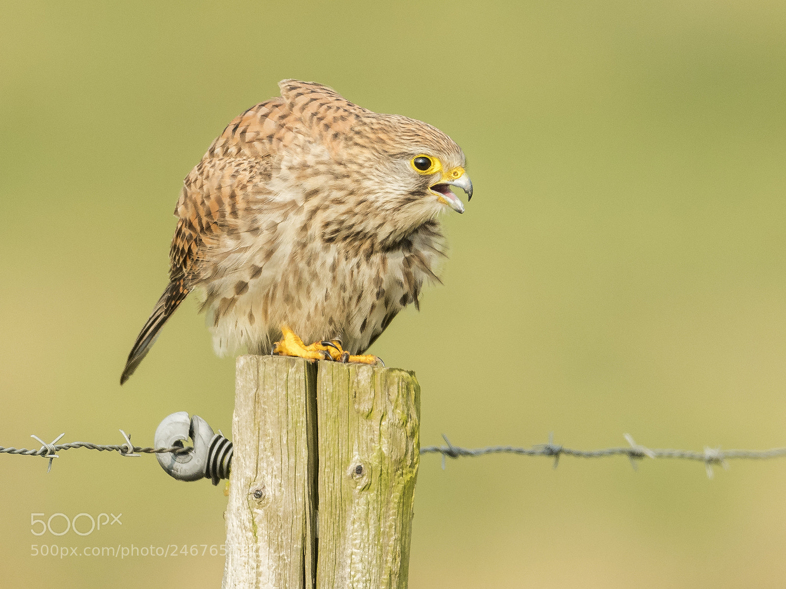 Nikon D500 sample photo. Kestrel calling photography