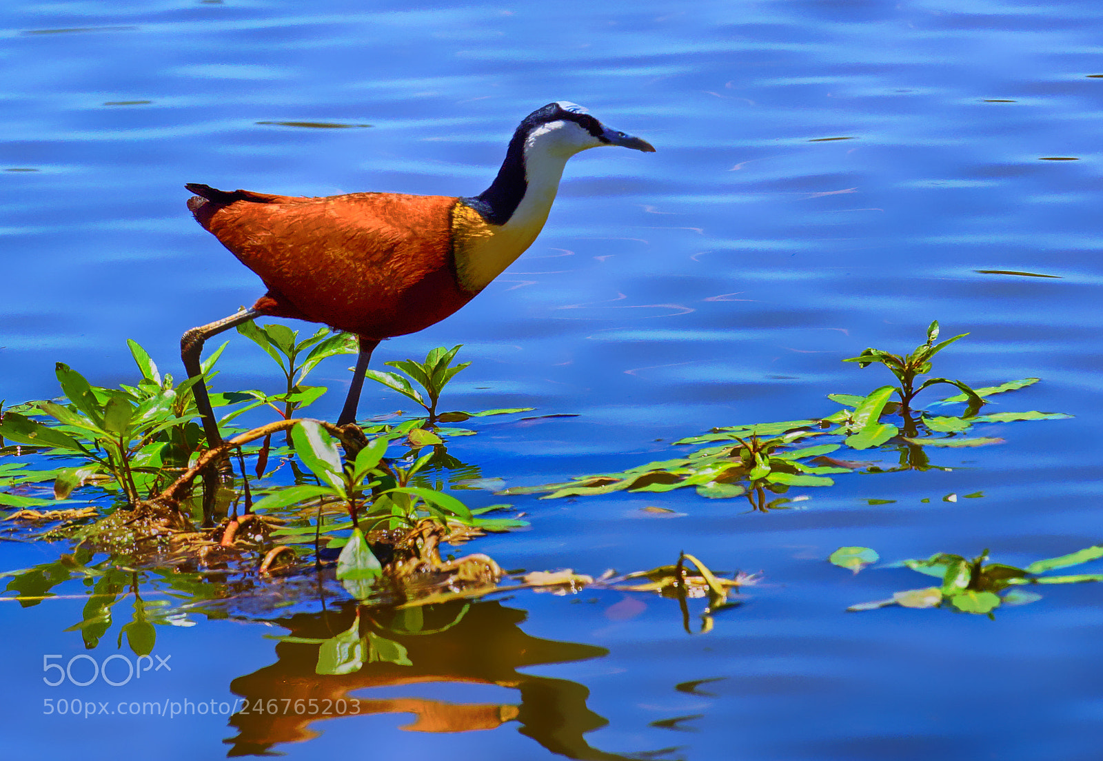 Sony SLT-A77 sample photo. African jacana photography