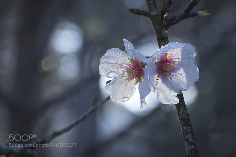 Canon EOS 60D sample photo. Untitled photography
