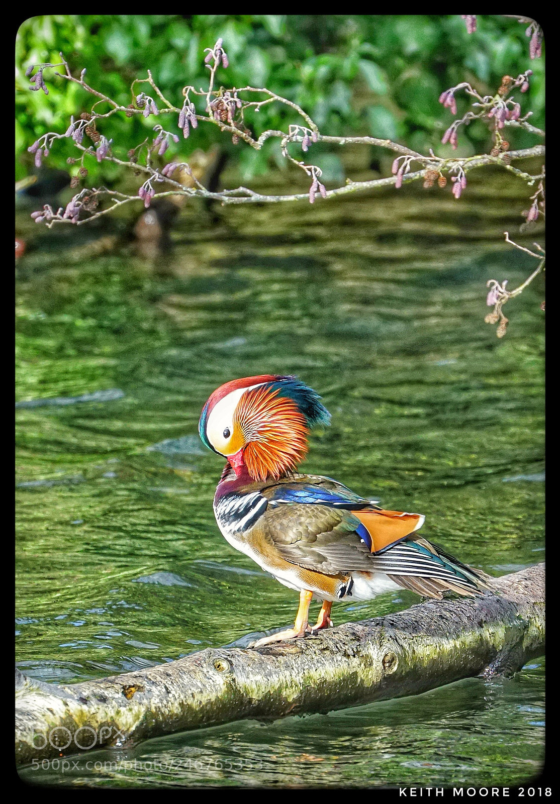 Sony a6300 sample photo. Mandarin duck photography