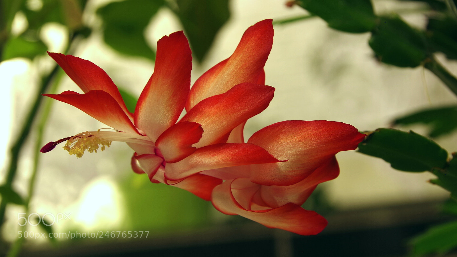Pentax K-70 sample photo. Schlumbergera photography