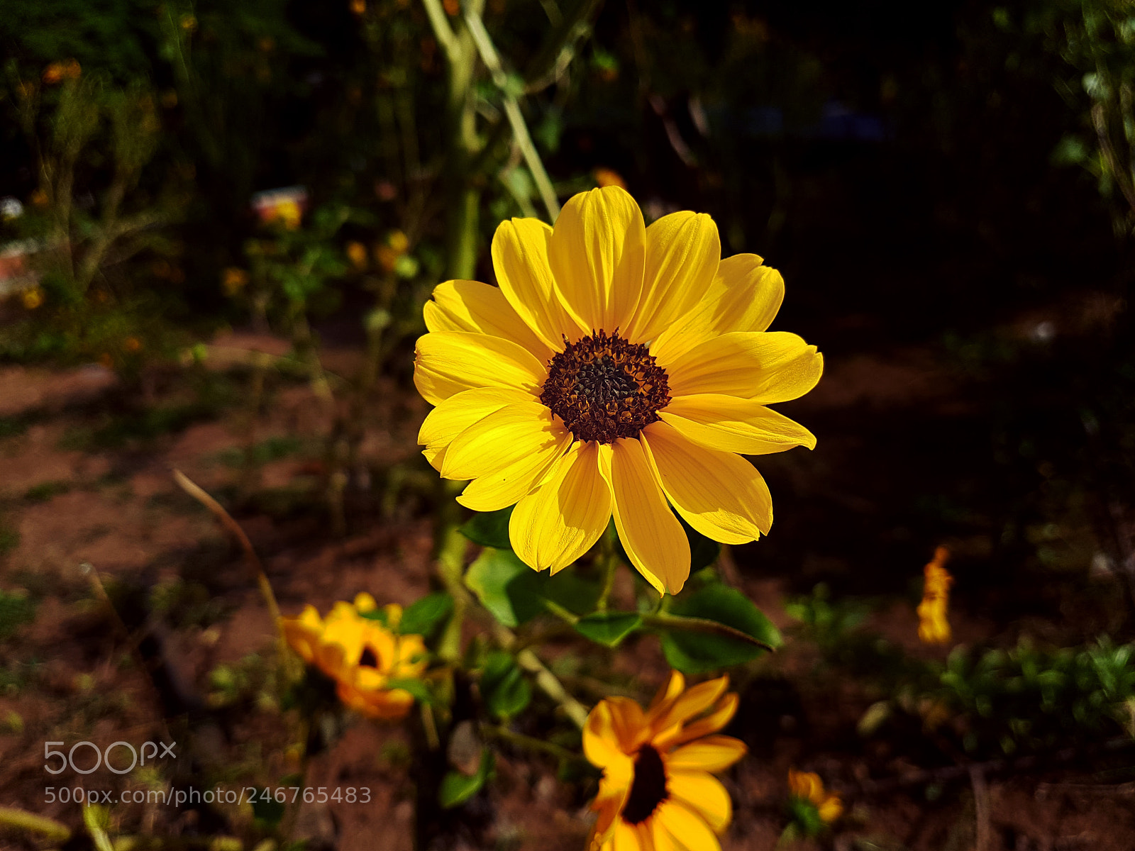 Samsung Galaxy S7 Edge sample photo. Sunflower delight photography