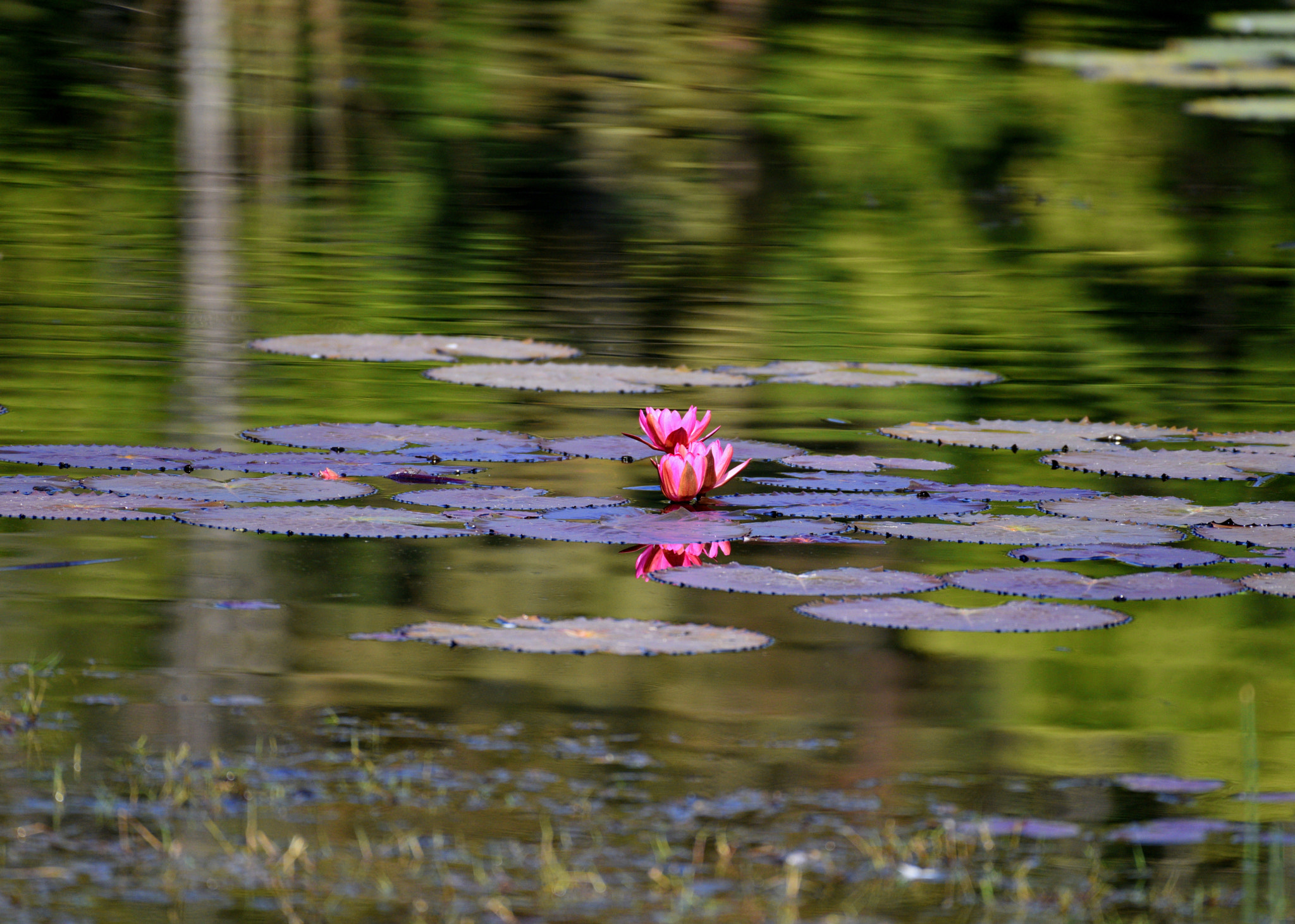 Nikon AF-S Nikkor 200-500mm F5.6E ED VR sample photo. Dsc photography