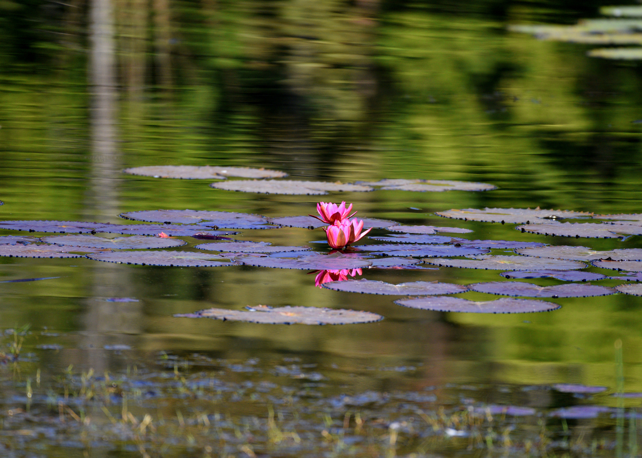 Nikon D810 + Nikon AF-S Nikkor 200-500mm F5.6E ED VR sample photo. Dsc photography