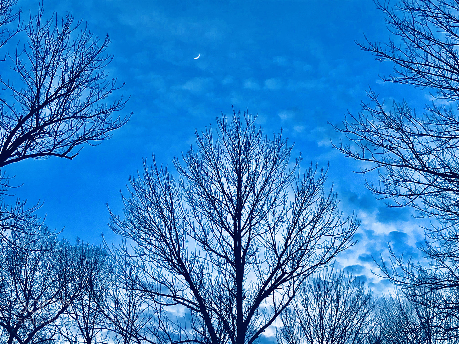 Apple iPhone 7 sample photo. Trees in harmony photography