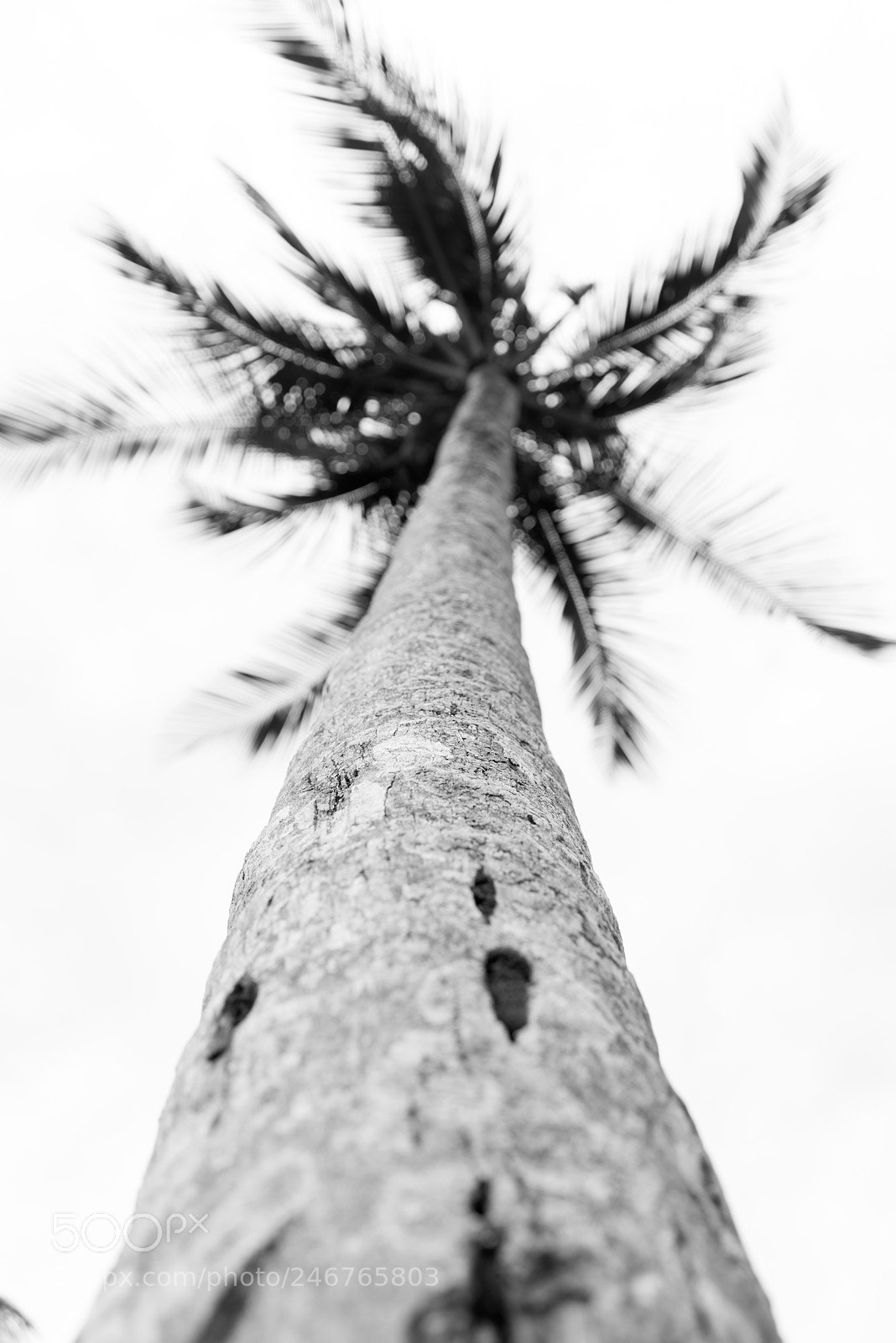 Sony a7R sample photo. Trees of monrovia. photography