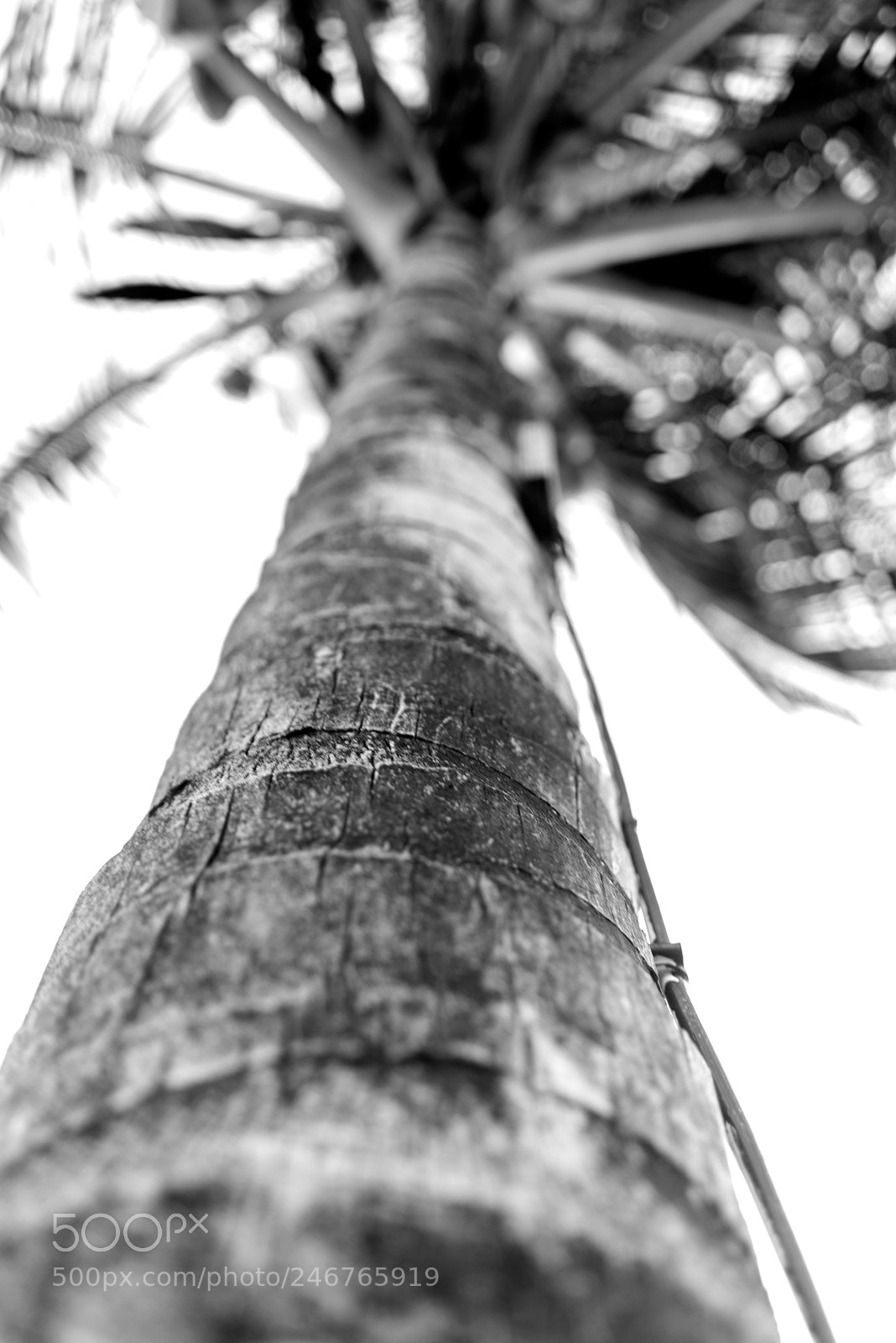 Sony a7R sample photo. Old tree photography