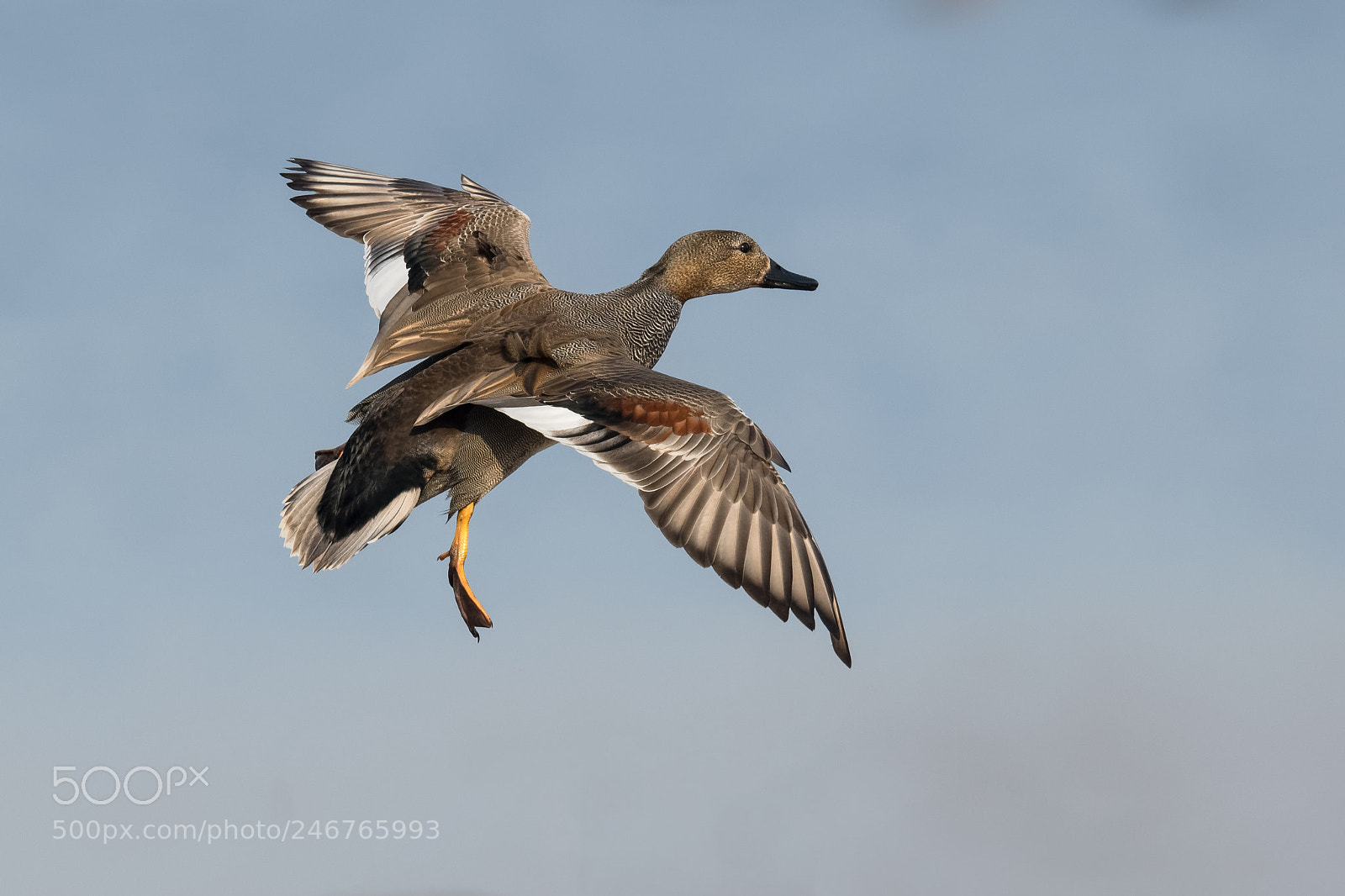 Nikon D500 sample photo. Gadwall in flight photography