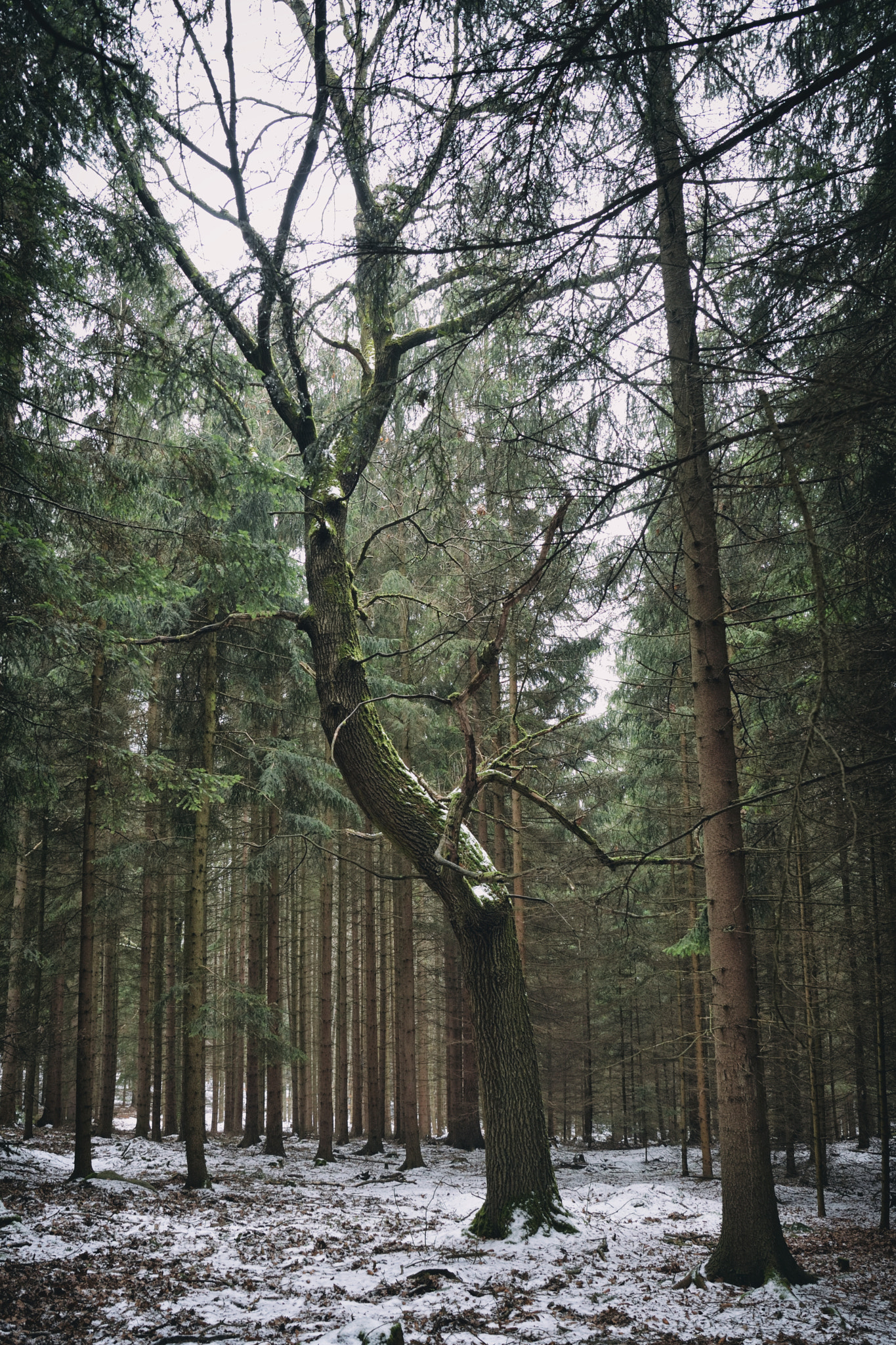 Nikon D3200 + Samyang 16mm F2 ED AS UMC CS sample photo. Tree photography