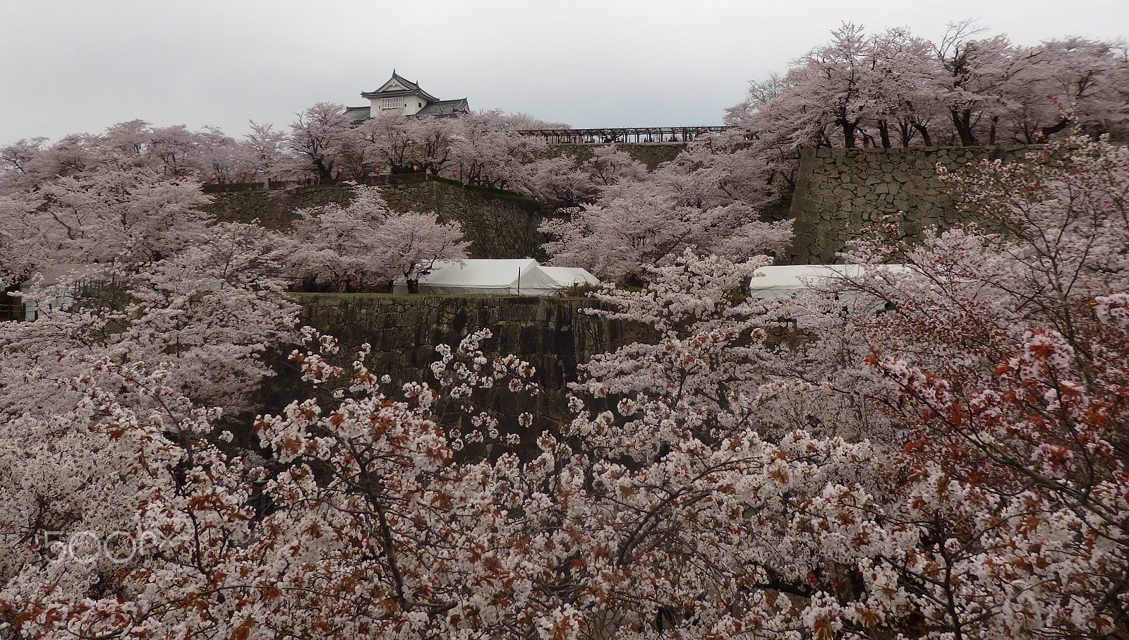 Olympus SH-2 sample photo. Tsuyama castle (kakuzan park) photography