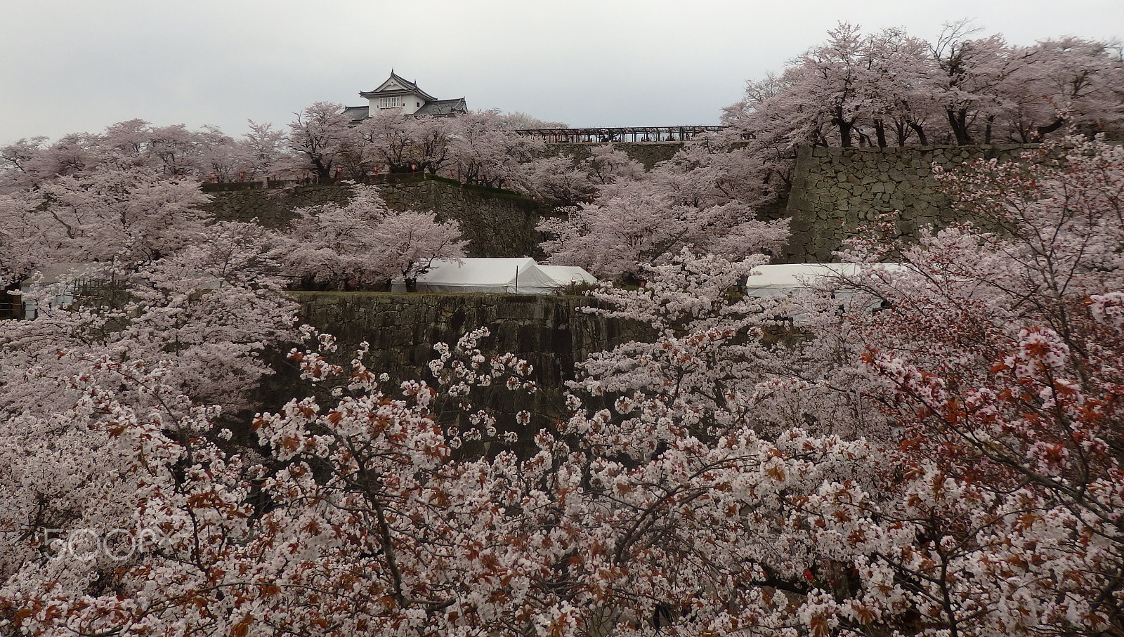 Olympus SH-2 sample photo. Tsuyama castle (kakuzan park) photography