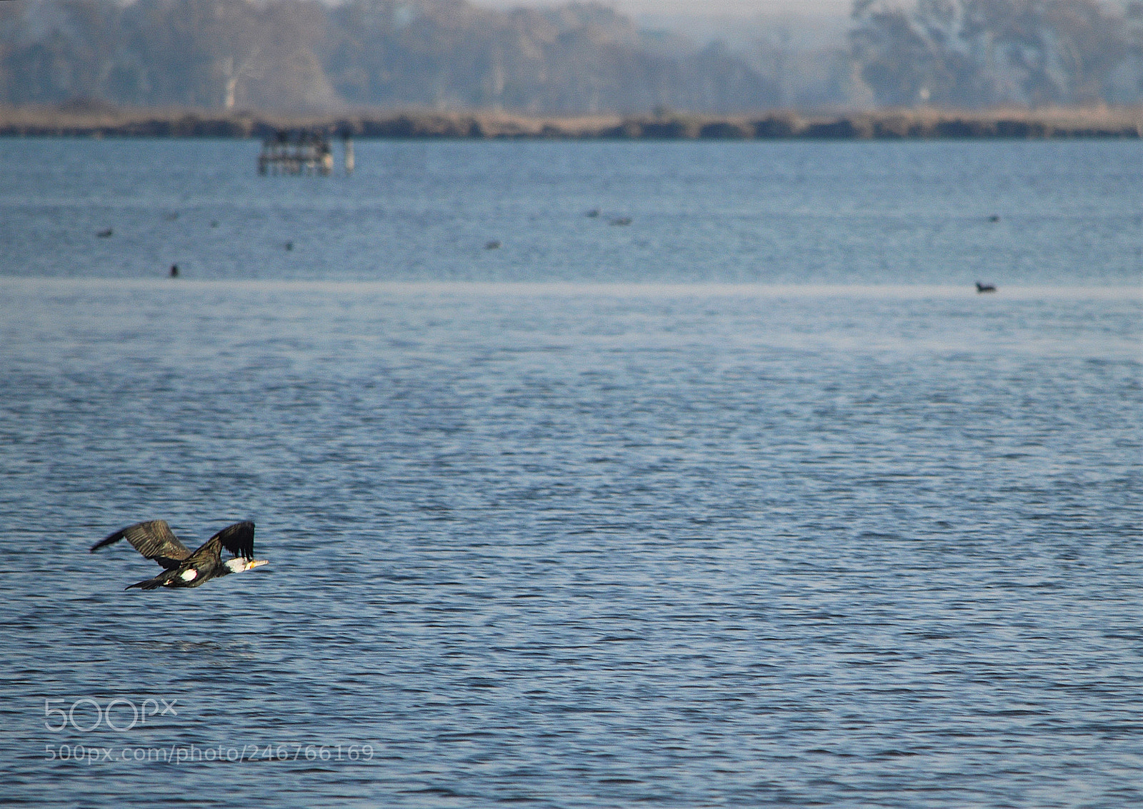 Nikon D3200 sample photo. Fly low photography