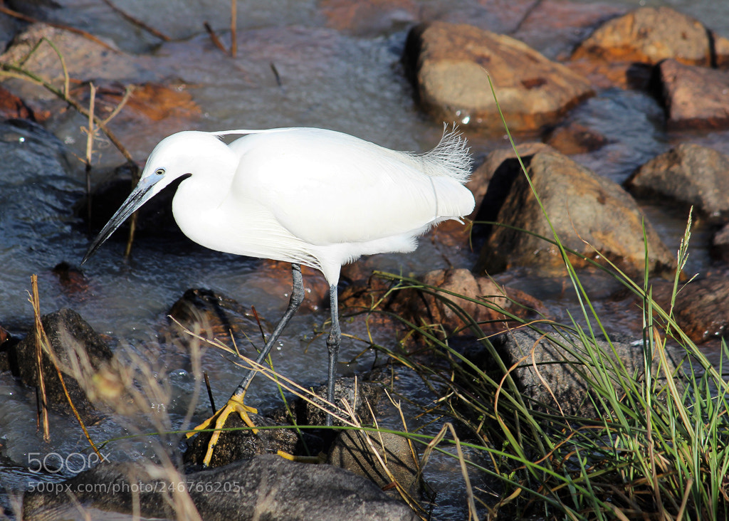 Canon EOS 700D (EOS Rebel T5i / EOS Kiss X7i) sample photo. Dainty fishing photography