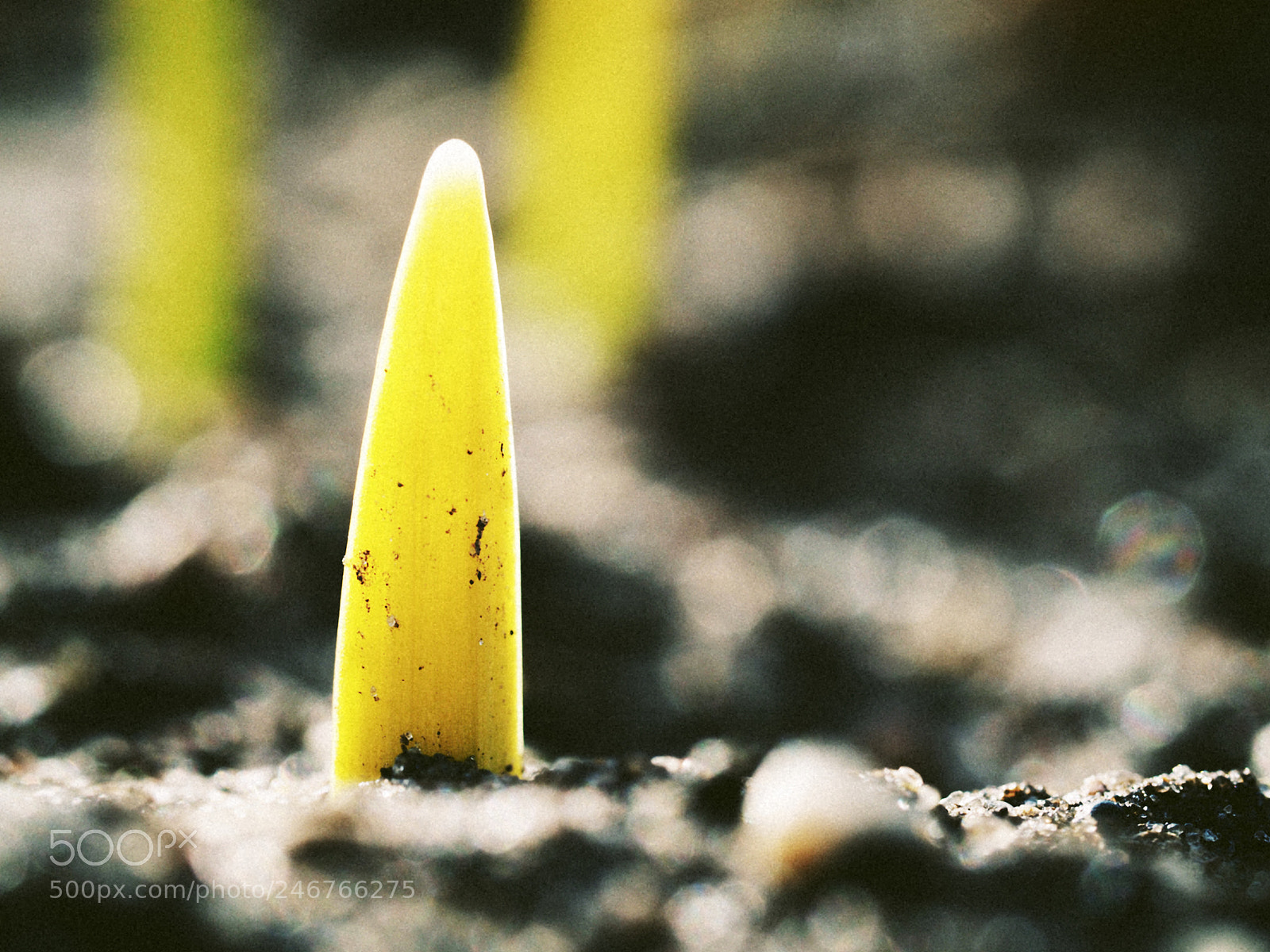 Olympus OM-D E-M5 II sample photo. Tooth from the ground. photography