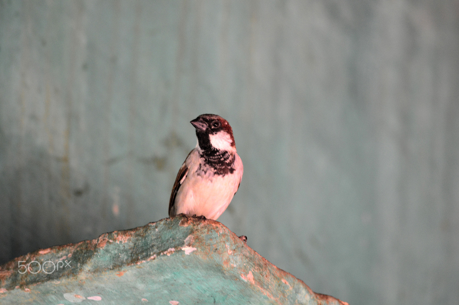 Nikon D3200 sample photo. Common sparrow photography