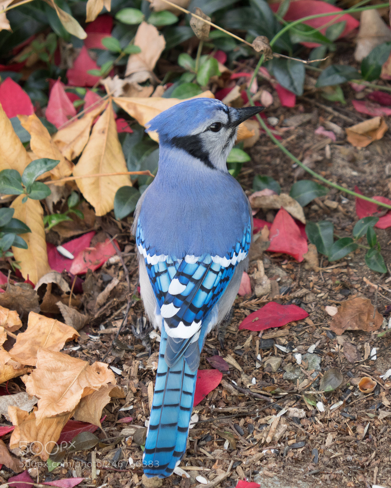Olympus OM-D E-M1 sample photo. Bhp_birds_pa_20161117_7356.jpg photography