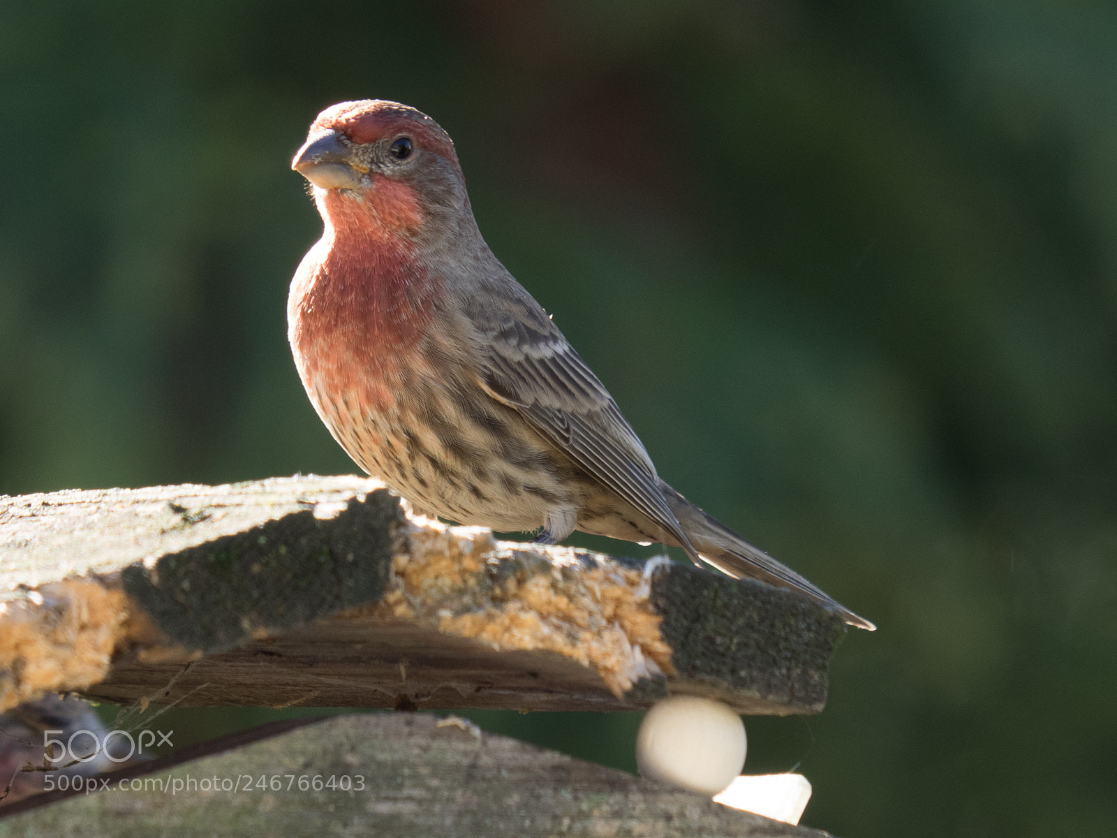 Olympus OM-D E-M1 sample photo. Bhp_birds_pa_20161118_7664.jpg photography