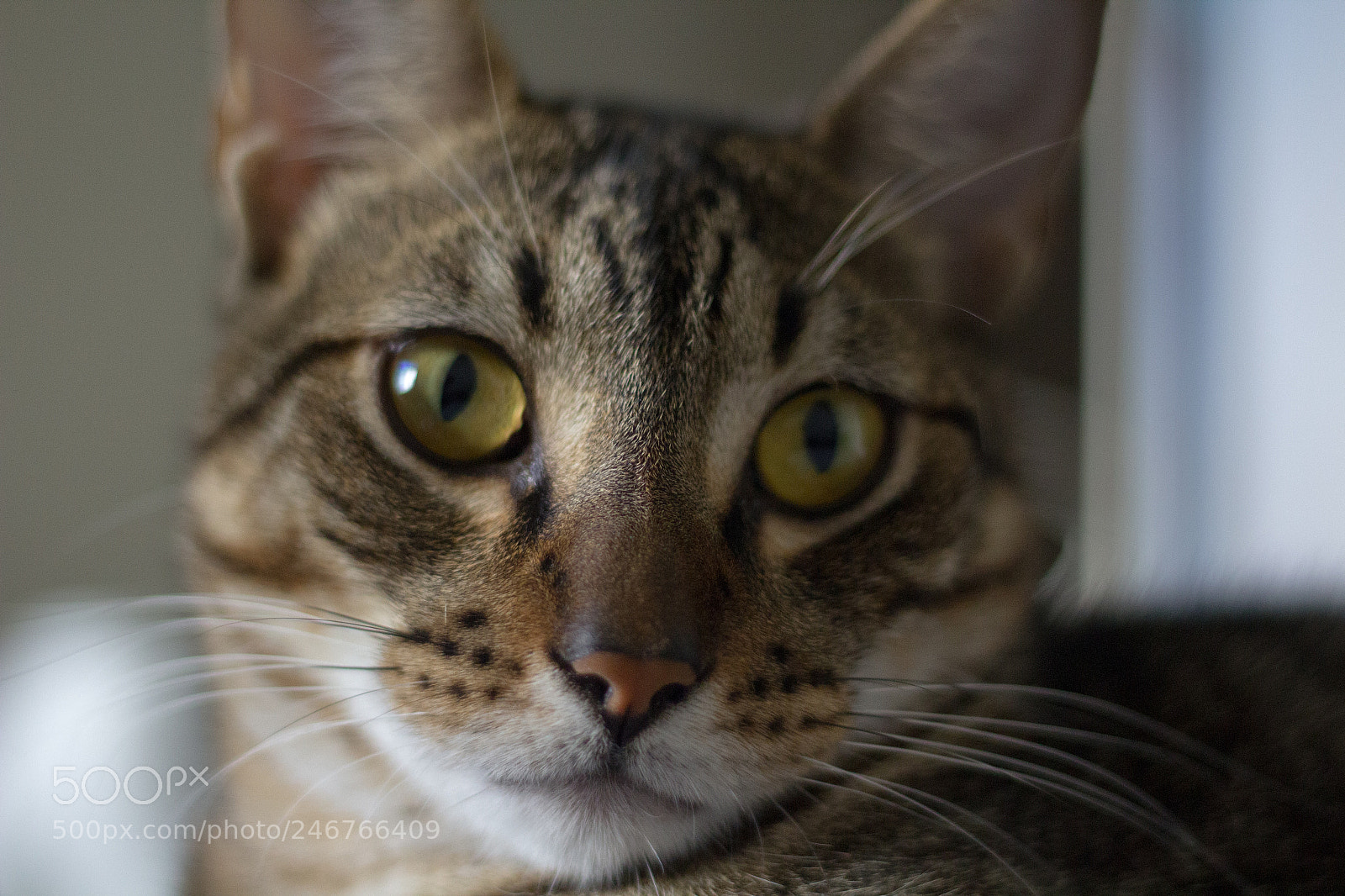 Canon EOS 1200D (EOS Rebel T5 / EOS Kiss X70 / EOS Hi) sample photo. Rogerinho play that photography