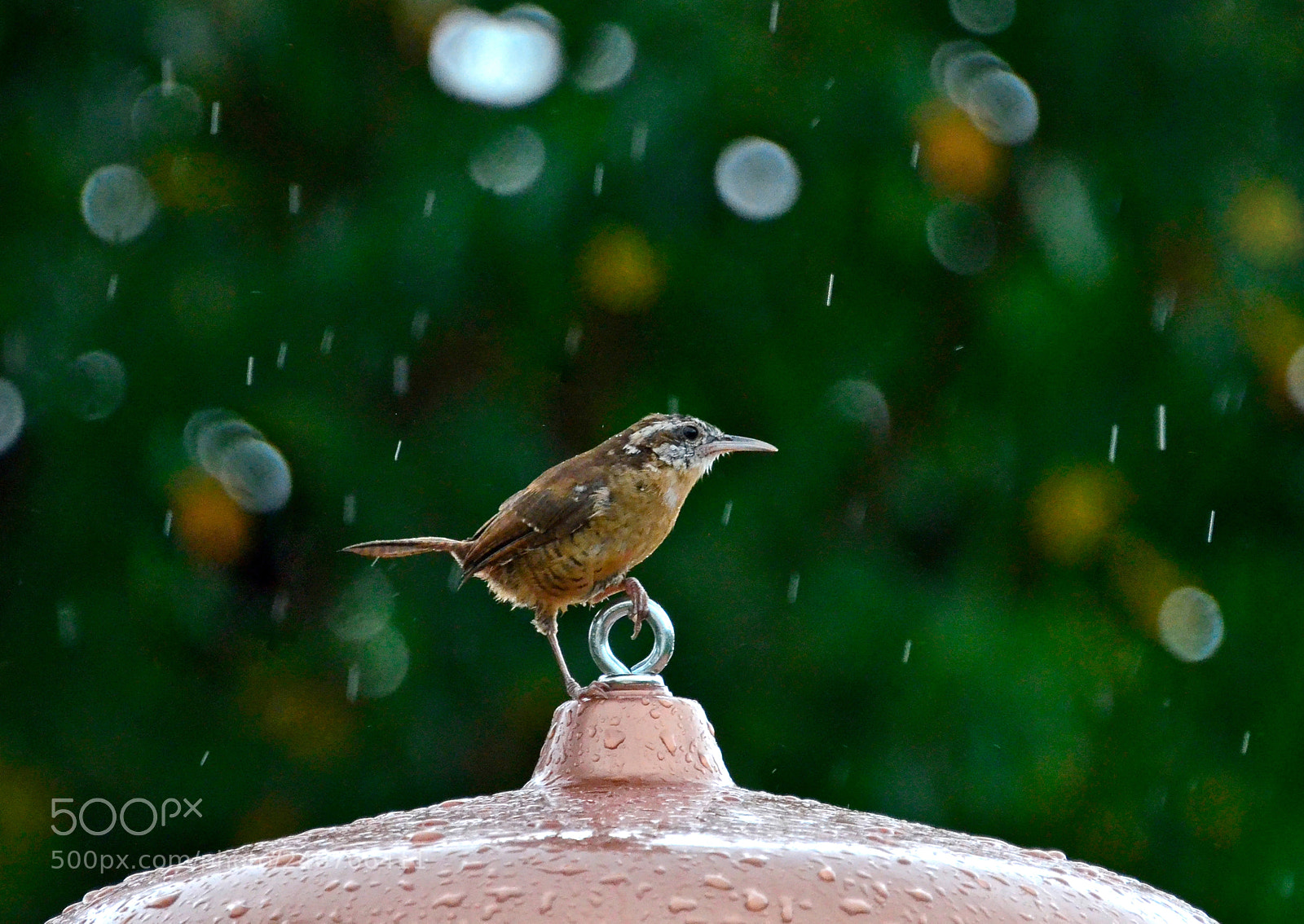 Nikon D5100 sample photo. Carolina wren in the photography