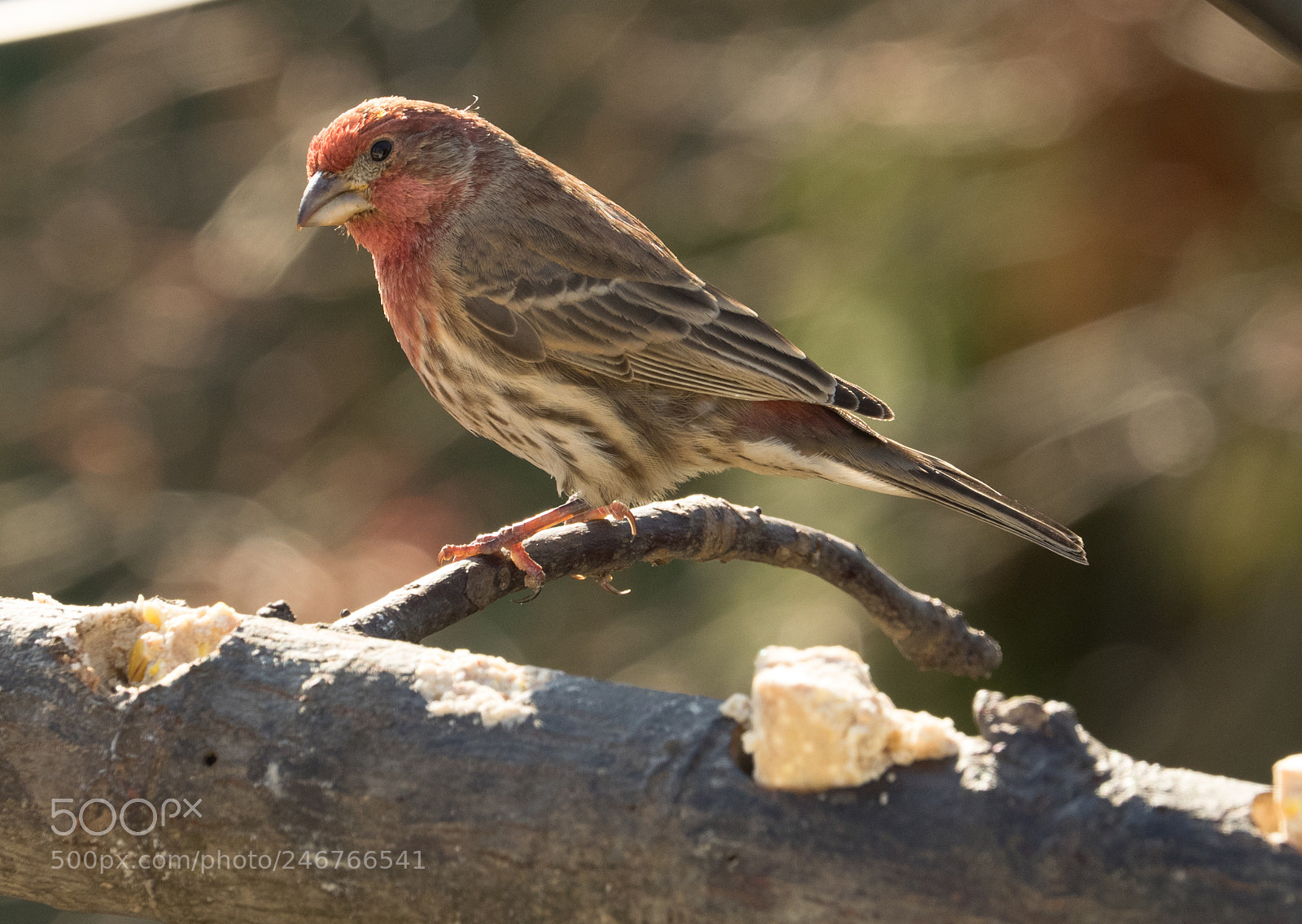 Olympus OM-D E-M1 sample photo. Bhp_birds_pa_20161214_8333.jpg photography
