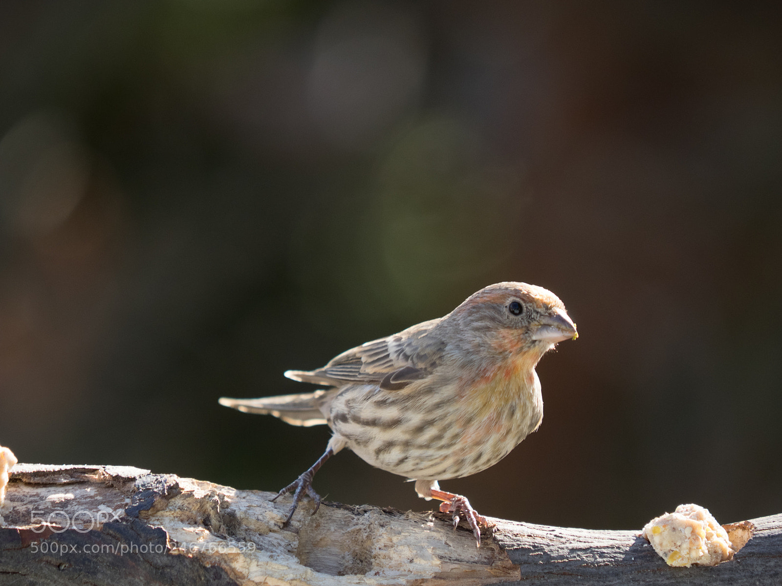 Olympus OM-D E-M1 sample photo. Bhp_birds_pa_20161214_8497.jpg photography