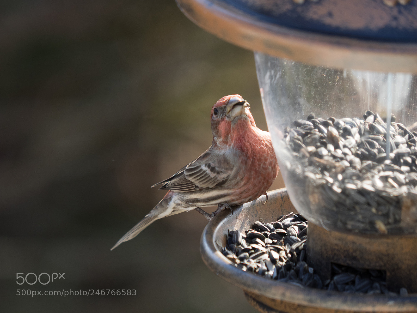 Olympus OM-D E-M1 sample photo. Bhp_birds_pa_20161214_8502.jpg photography