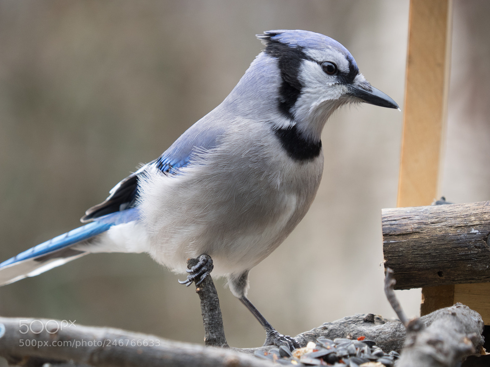 Olympus OM-D E-M1 sample photo. Bhp_birds_20170203_1950.jpg photography