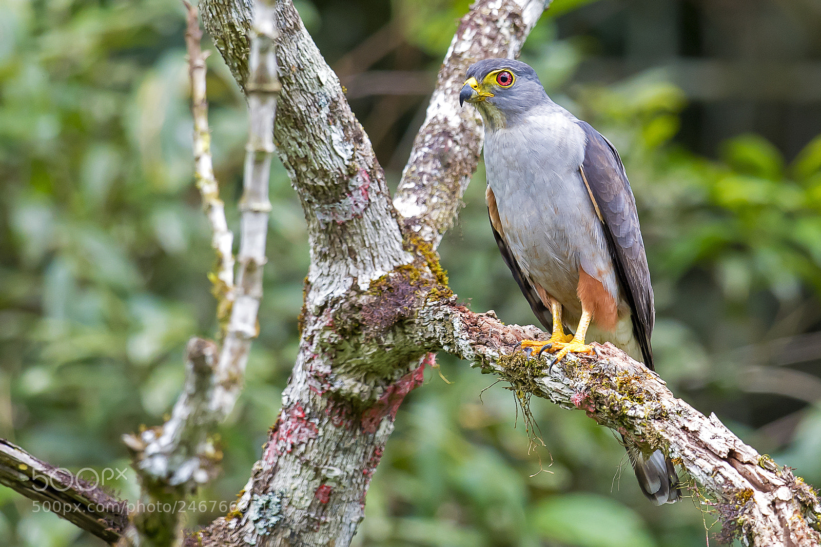 Nikon D5 sample photo. Rufous-thighed kite photography