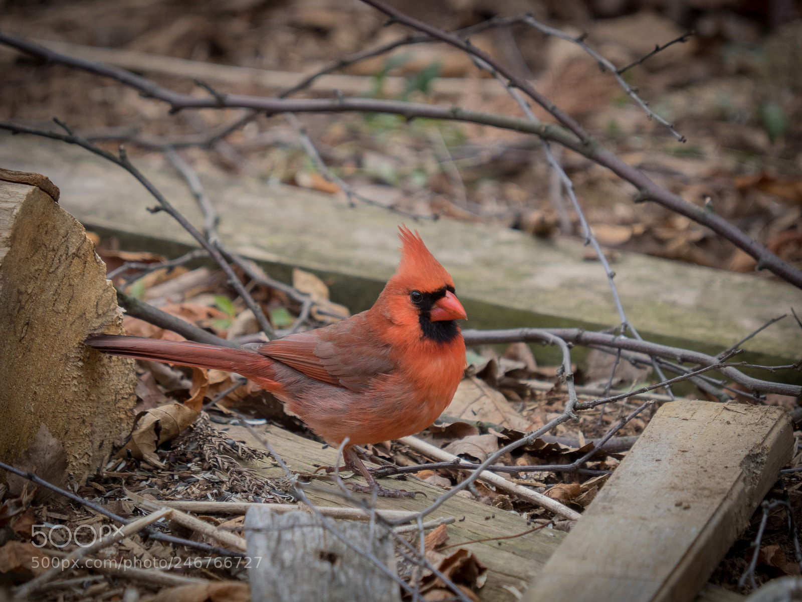 Olympus OM-D E-M1 sample photo. Bhp_birds_20170203_1971.jpg photography
