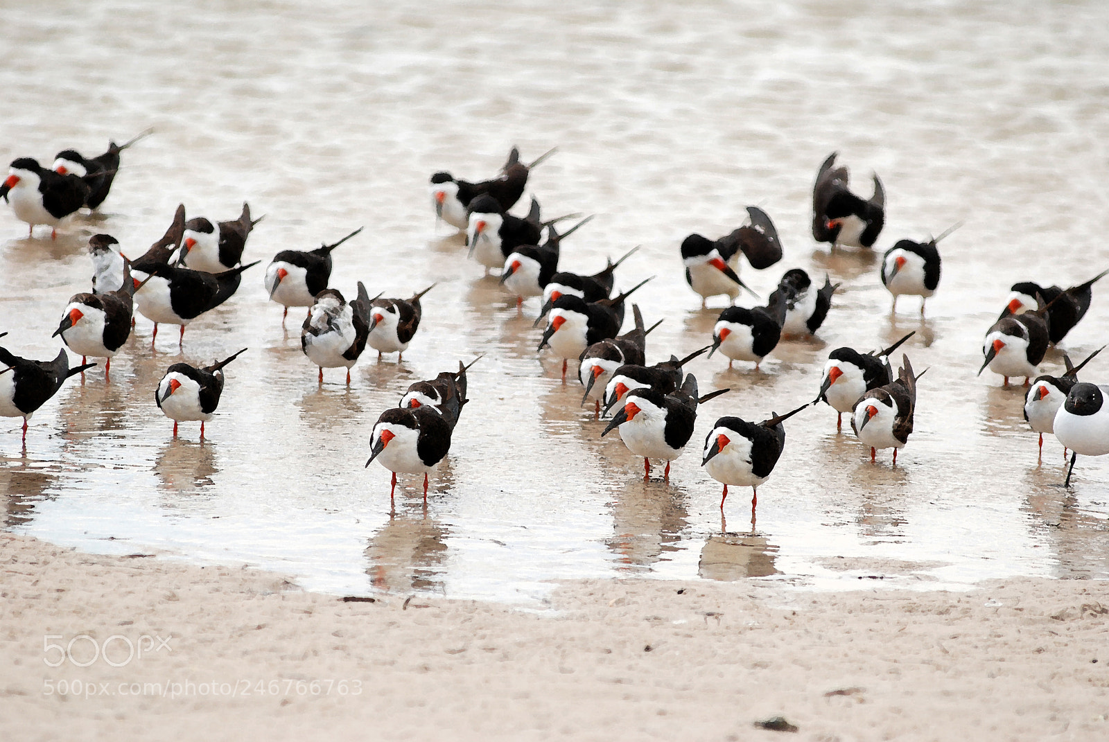 Nikon D80 sample photo. Skimmer birds at the photography