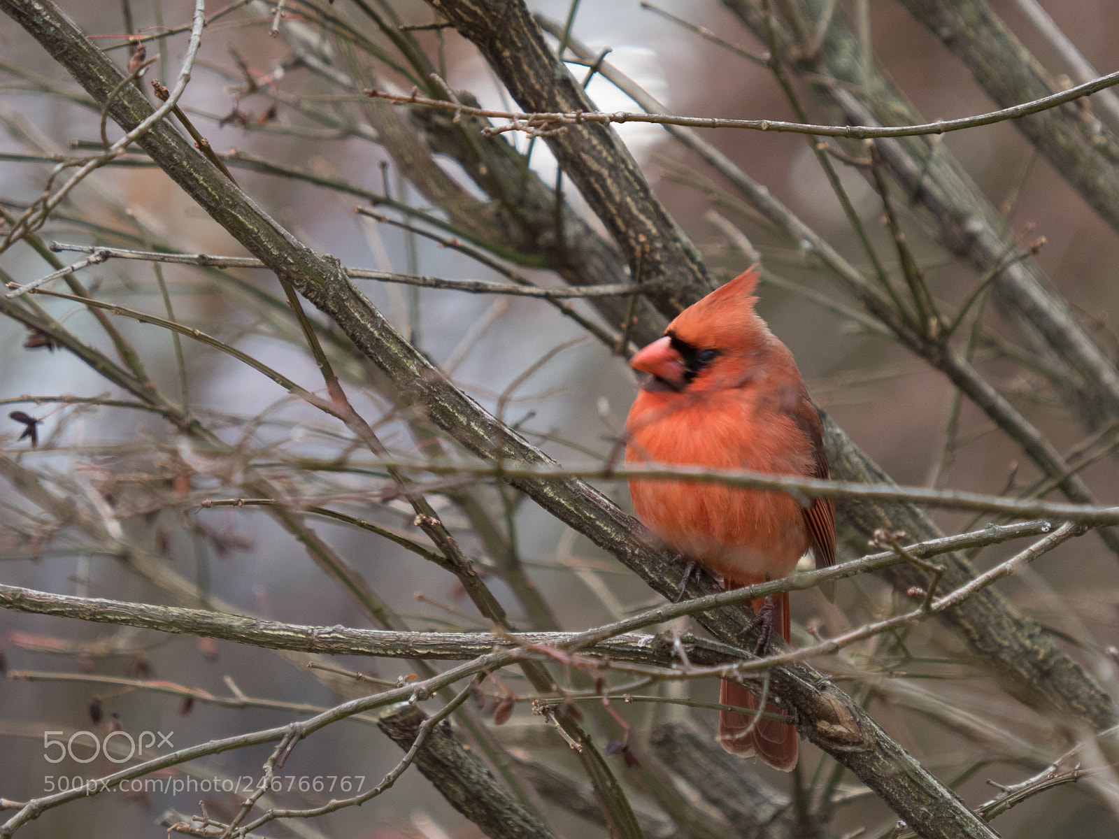 Olympus OM-D E-M1 sample photo. Bhp_birds_20170203_1957.jpg photography