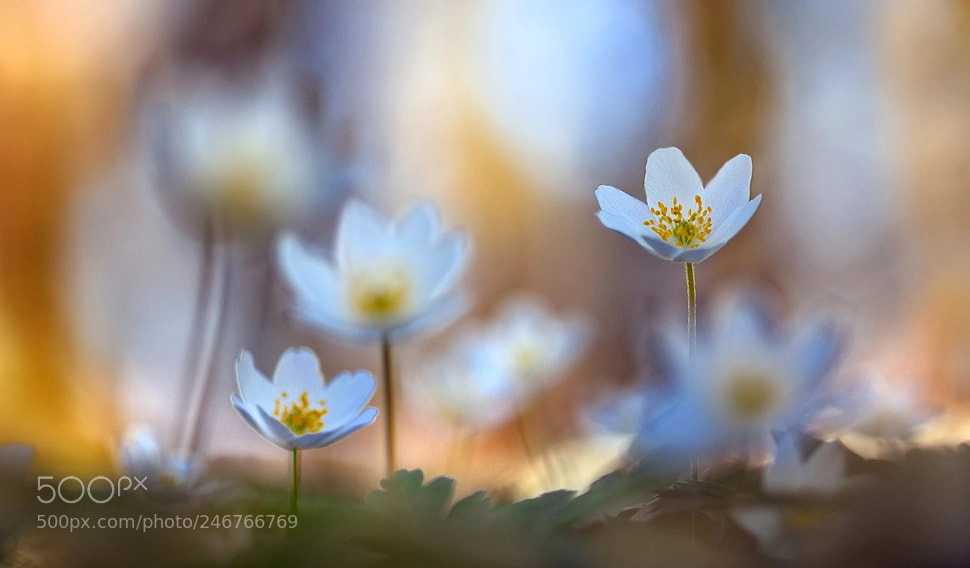 Nikon D7200 sample photo. Flower power photography