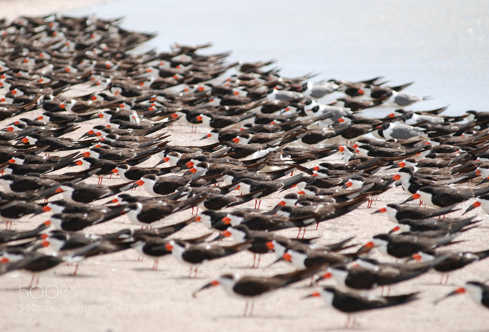 Nikon D80 sample photo. Skimmer birds at the photography