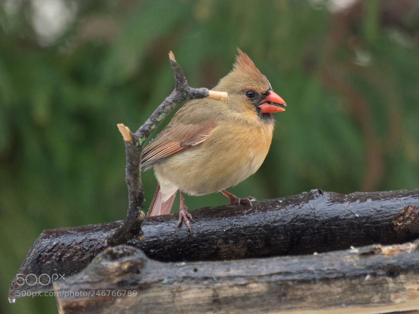 Olympus OM-D E-M1 sample photo. Bhp_birds_20170212_2523.jpg photography