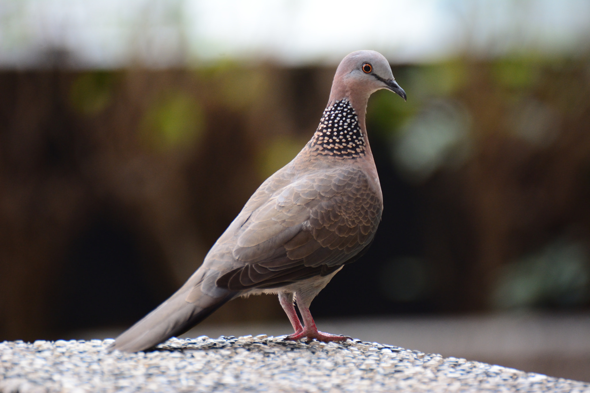 Nikon D7100 sample photo. D photography