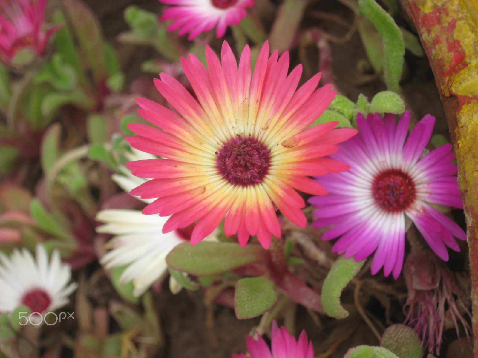 Canon PowerShot A480 sample photo. "politeness is the flower of humanity." photography