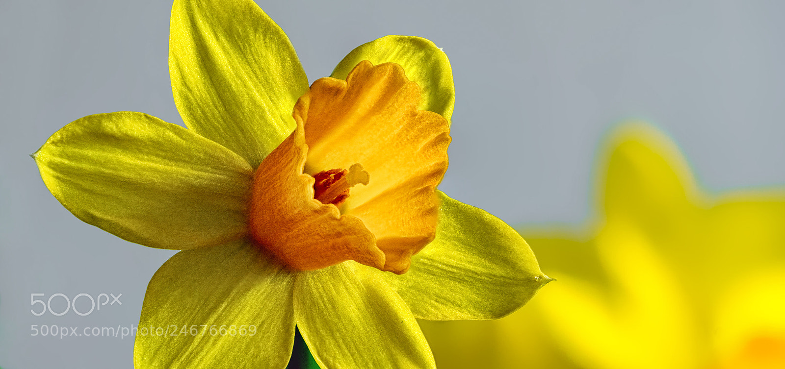 Sony ILCA-77M2 sample photo. First daffodil (indoor) photography