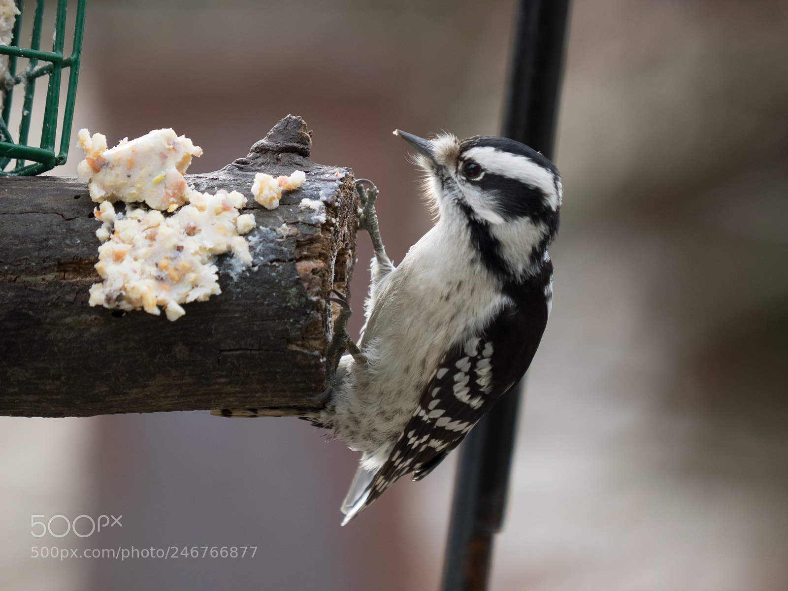 Olympus OM-D E-M1 sample photo. Bhp_birds_20170203_2003.jpg photography