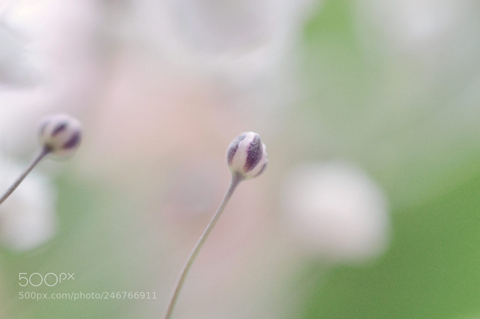 Nikon D3200 sample photo. Flower bud  :) photography