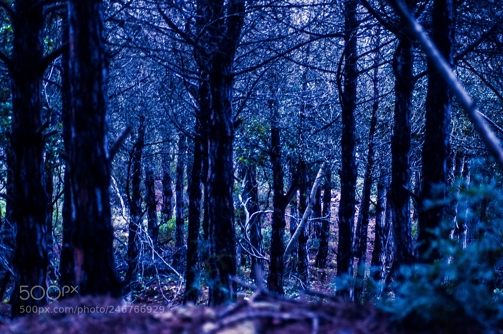 Nikon D50 sample photo. Forêt photography