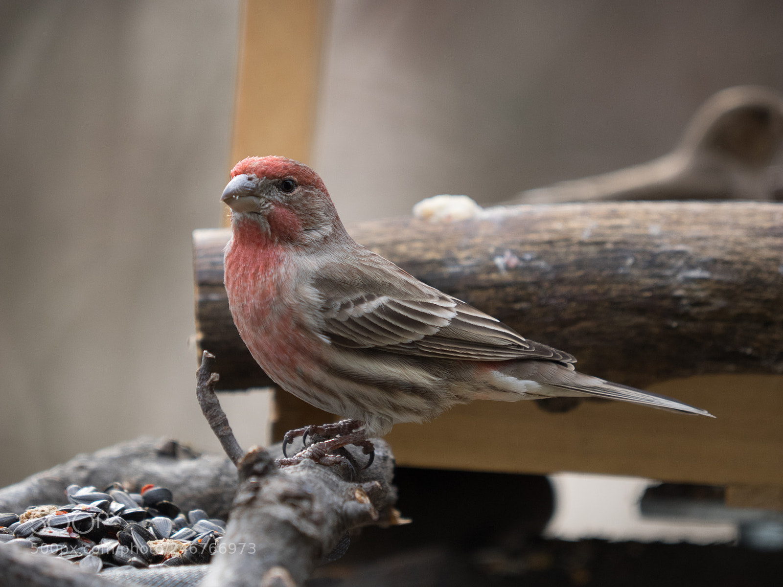 Olympus OM-D E-M1 sample photo. Bhp_birds_20170203_2093.jpg photography