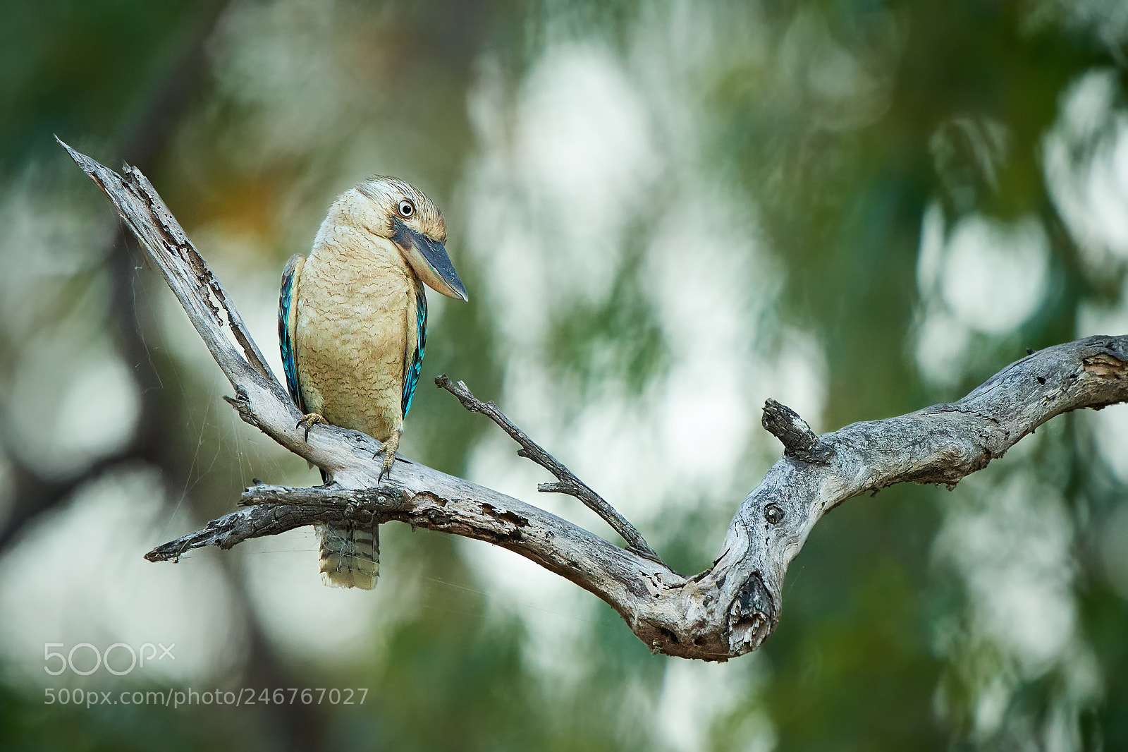 Nikon D500 sample photo. Blue-winged kookaburra (dacelo leachii) photography